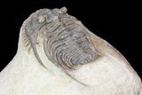Two Nice Leonaspis Trilobites - Foum Zguid, Morocco #80338-4